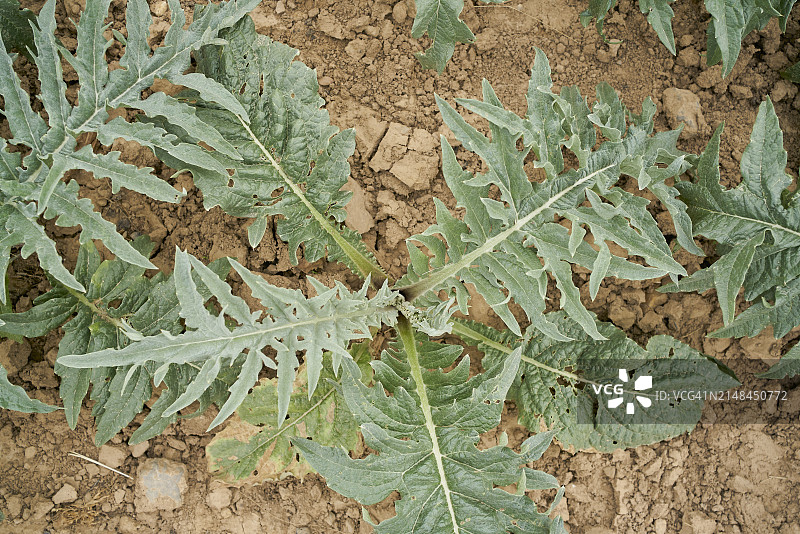 阳光明媚的洋蓟田地图片素材