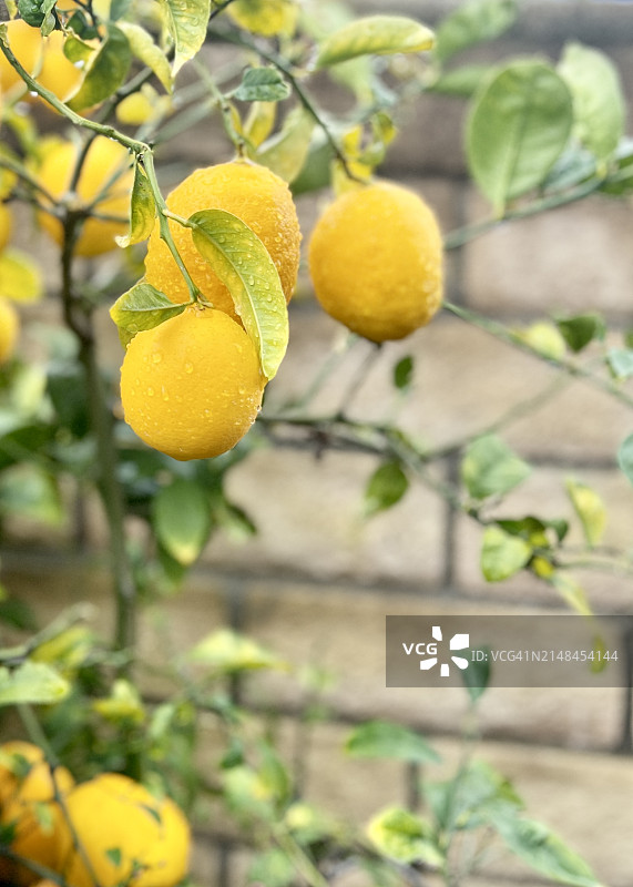 雨后的柠檬树图片素材