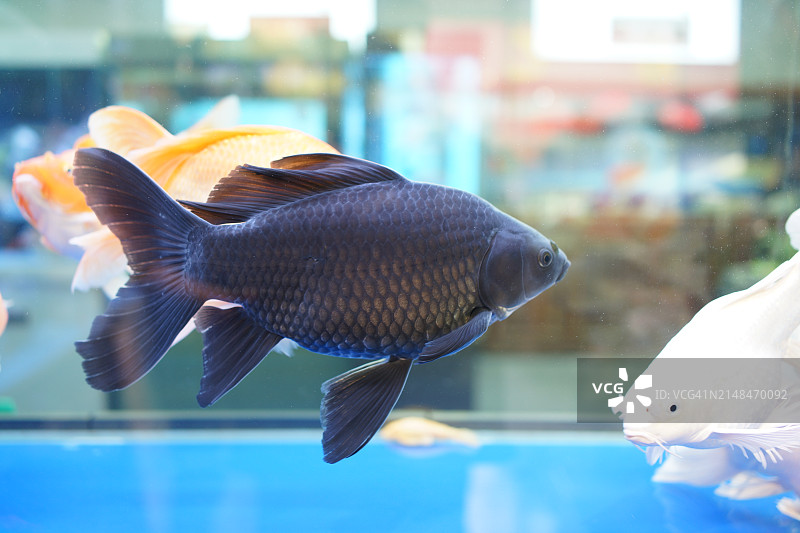 鱼缸里游动的黑色金鱼图片素材