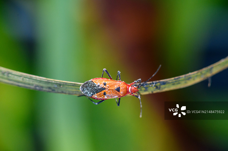 红棉虫图片素材