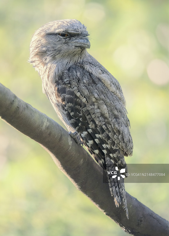 澳大利亚墨尔本茶色蟆口鸱逆光照片图片素材