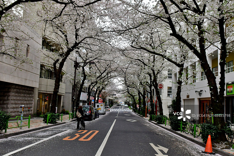 东京商业区日本桥的樱花隧道图片素材