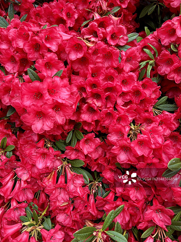 灌木上的杜鹃花图片素材