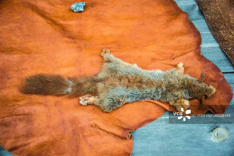 制革厂的松鼠藏身处图片素材