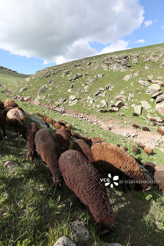 土耳其山区草地上的羊群图片素材