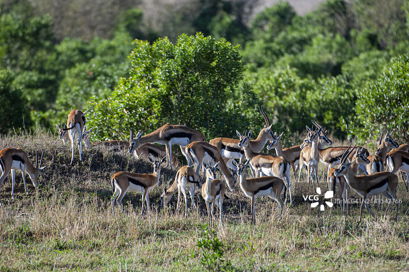 小群汤姆森瞪羚的远景图片素材