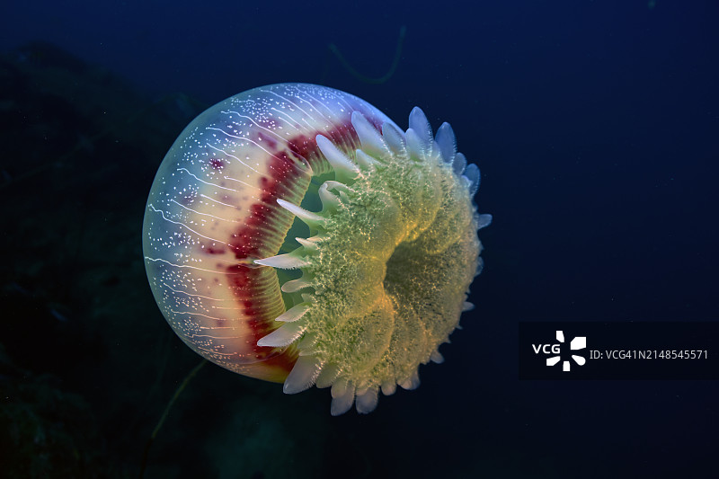 炮弹水母图片素材