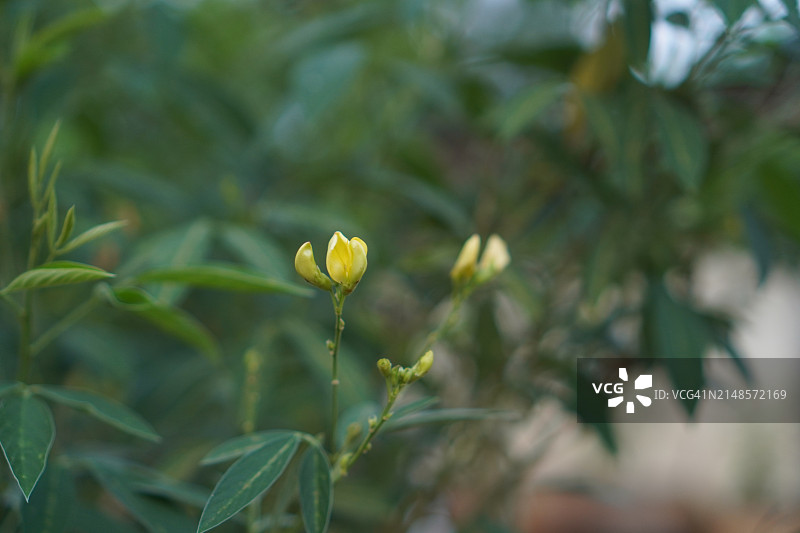 四季豆 黄色花朵图片素材
