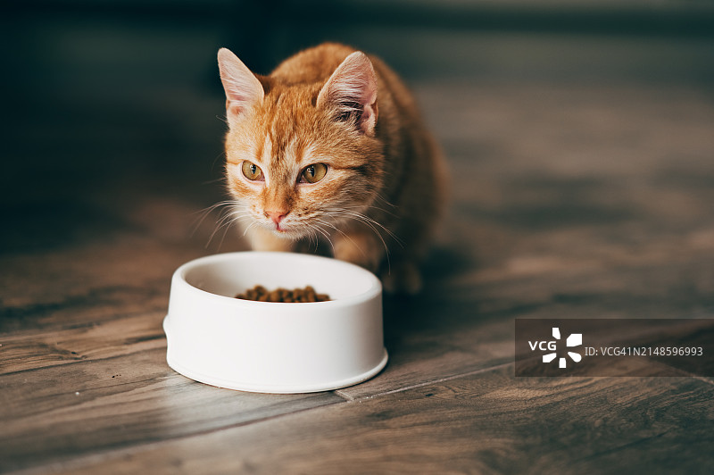 猫在碗里吃东西图片素材