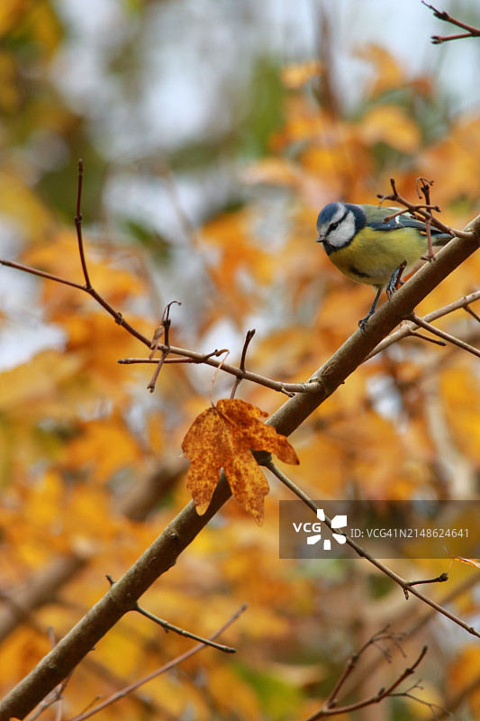 森林农场乡村公园里的蓝山雀图片素材