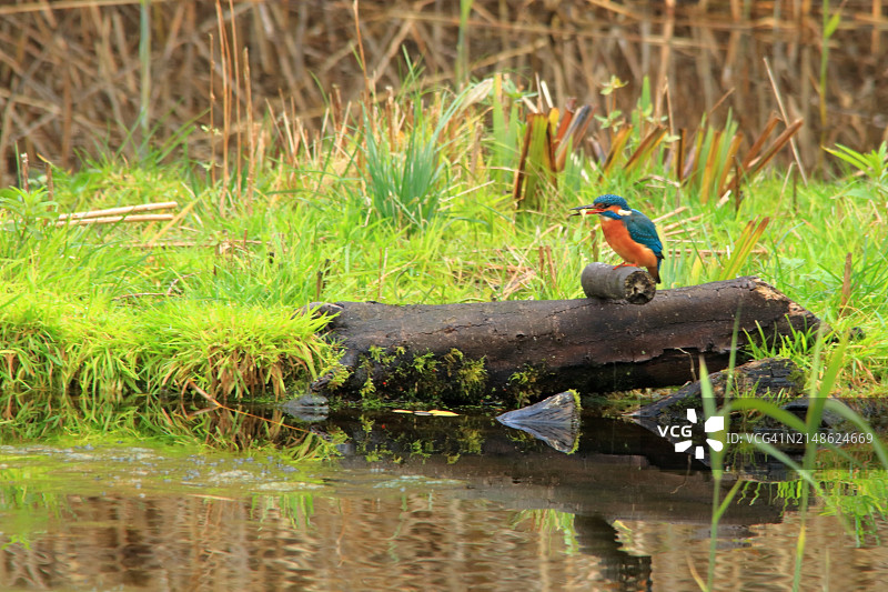 嘴里含着鱼的翠鸟图片素材