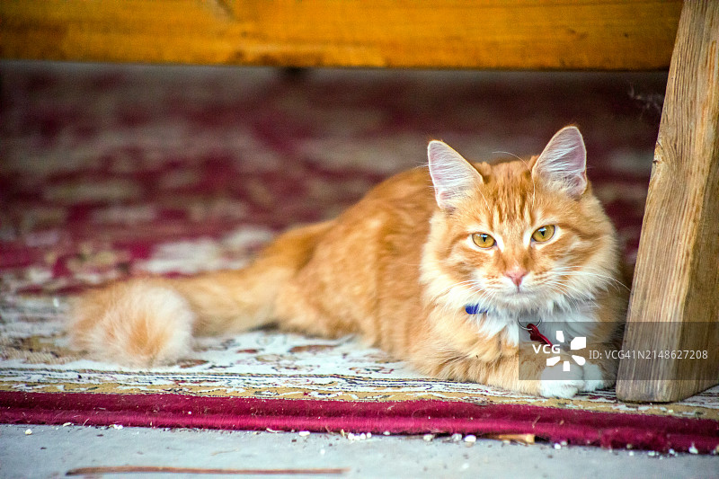 美丽的橙色姜黄色虎斑长毛图片素材