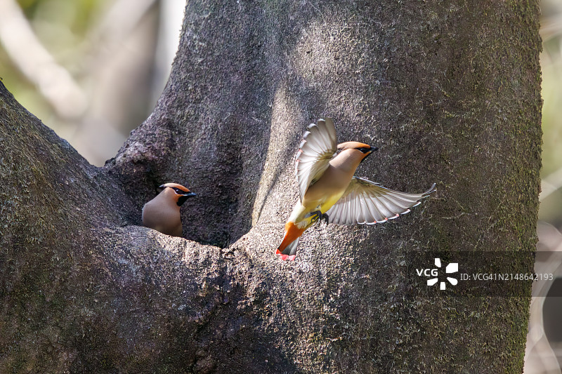 一群美丽的日本蜡嘴雀和波希米亚蜡嘴雀聚集在树洞里饮水图片素材