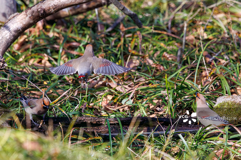 一群美丽的日本蜡嘴雀和波希米亚蜡嘴雀聚集在树洞里饮水图片素材