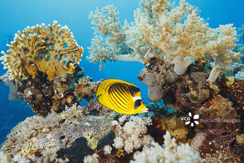 红海蝴蝶鱼和珊瑚图片素材
