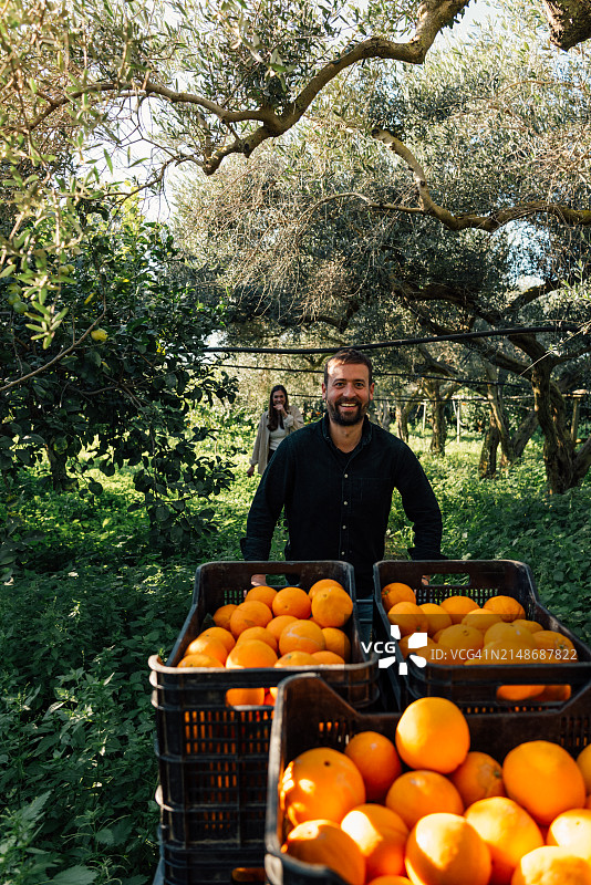 男人推着装满新鲜采摘的橙子的手推车图片素材