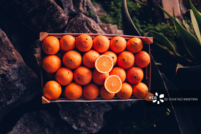 花园里的橙子盒图片素材