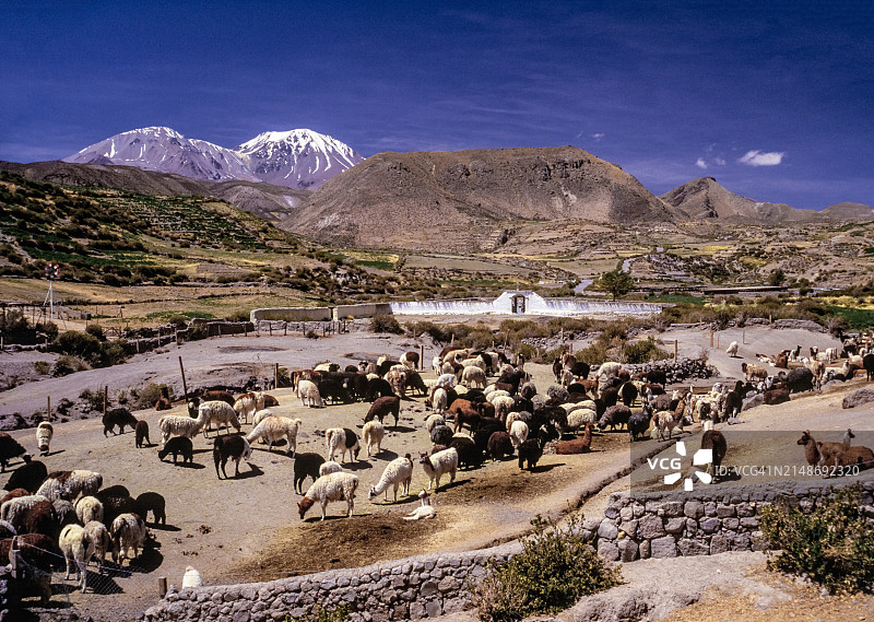 羊驼围栏，智利图片素材
