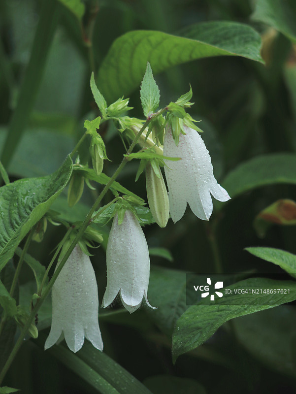 白色风铃草（ Campanula Punctata/Hotarubukuro）的开花特写图片素材