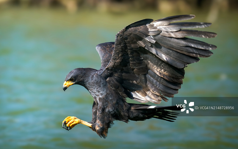黑鹰俯冲抓鱼图片素材