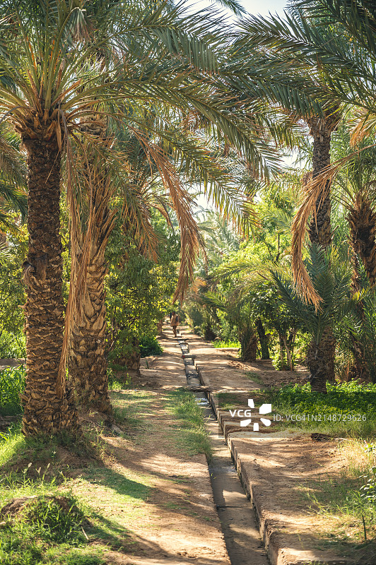 梅尔祖卡的棕榈树林图片素材