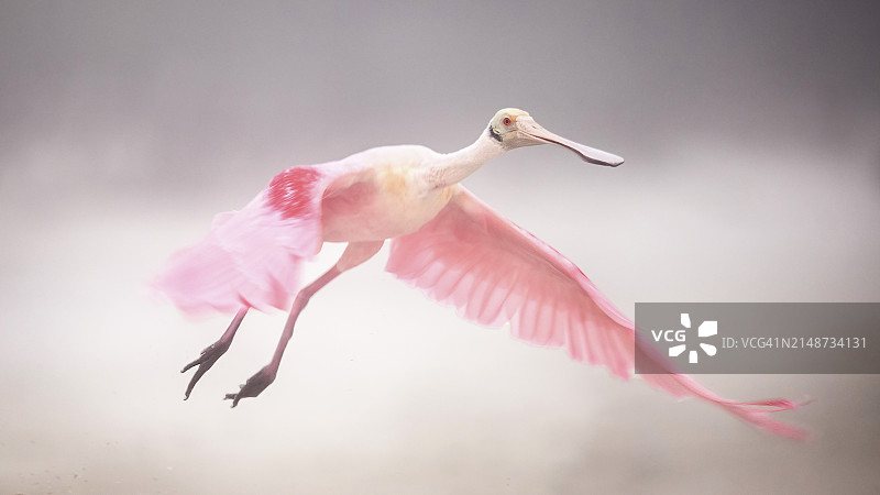 在迈尔斯堡海滩，玫瑰琵鹭起飞的惊人特写图片素材