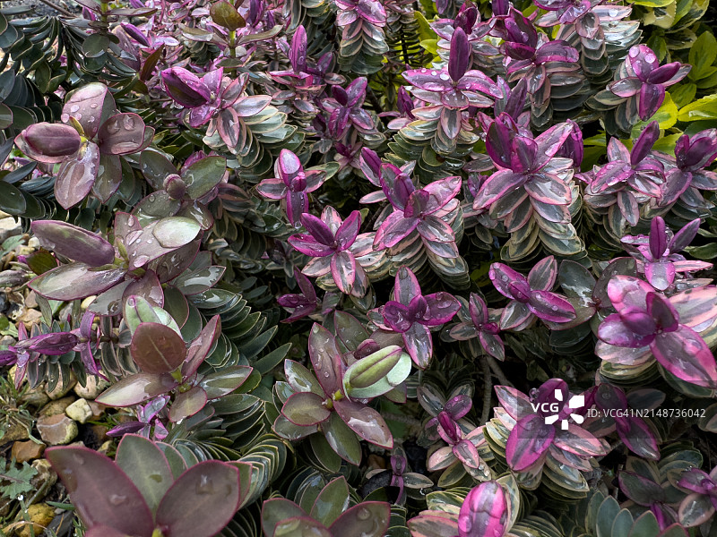 红色边缘扶桑/银灰扶桑/灌木状婆婆纳图片素材