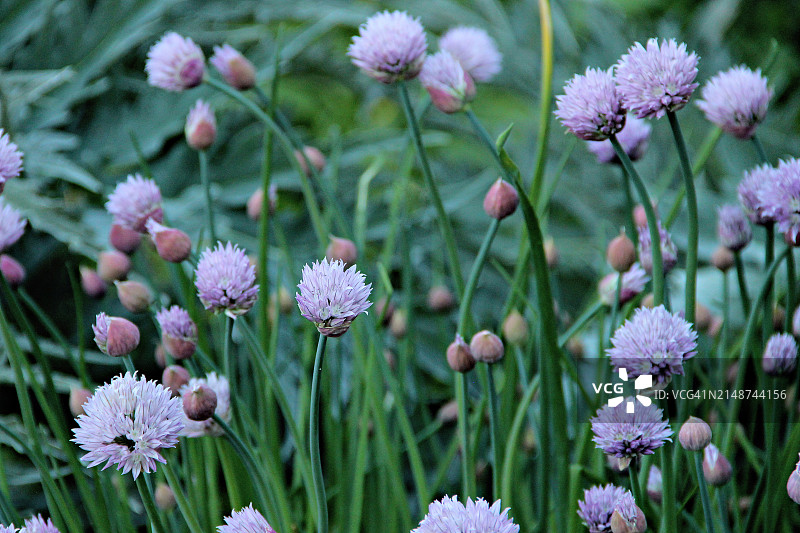 细香葱图片素材