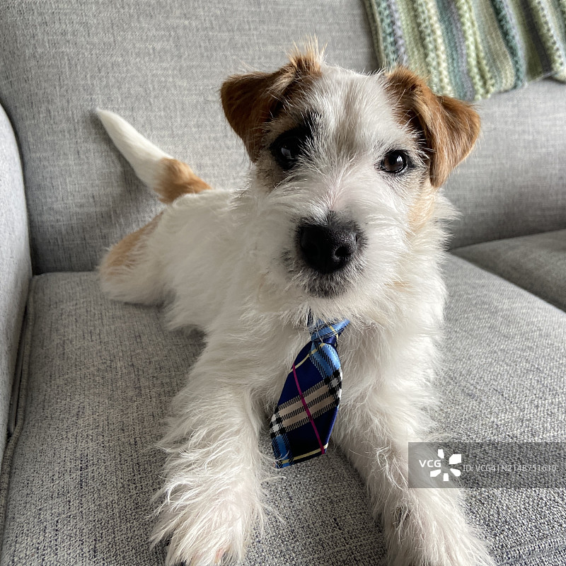 可爱的拉塞尔梗犬幼犬图片素材