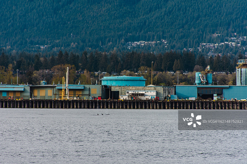 温哥华虎鲸图片素材