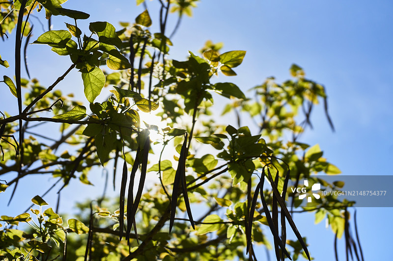 晴天，低角度拍摄的绿叶树枝，背景是天空，悬挂着干燥的豆荚图片素材