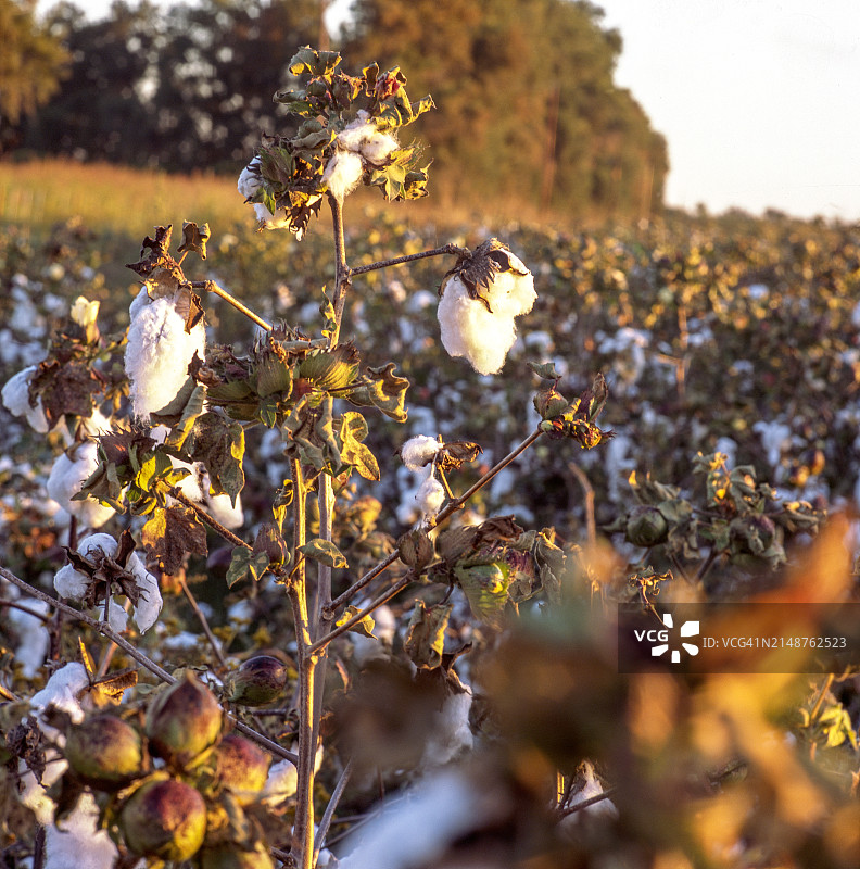 可持续有机棉花采摘图片素材