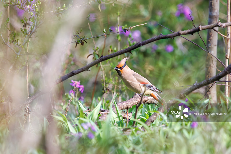 太平鸟在埼玉县荒川公园捕食浆果图片素材