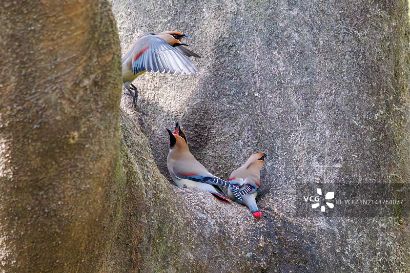 一群美丽的日本蜡嘴雀和波希米亚蜡嘴雀聚集在树洞里饮水图片素材