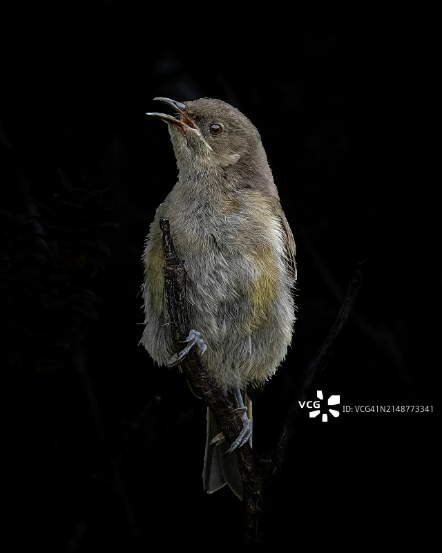 黑色背景幼年铃鸟特写图片素材
