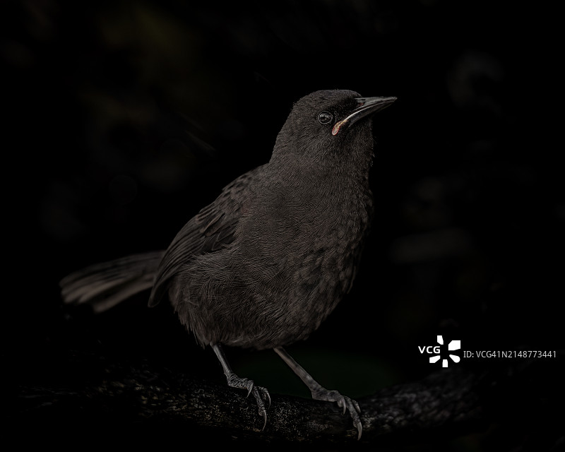 黑色背景下的南岛鞍背鸦特写镜头图片素材
