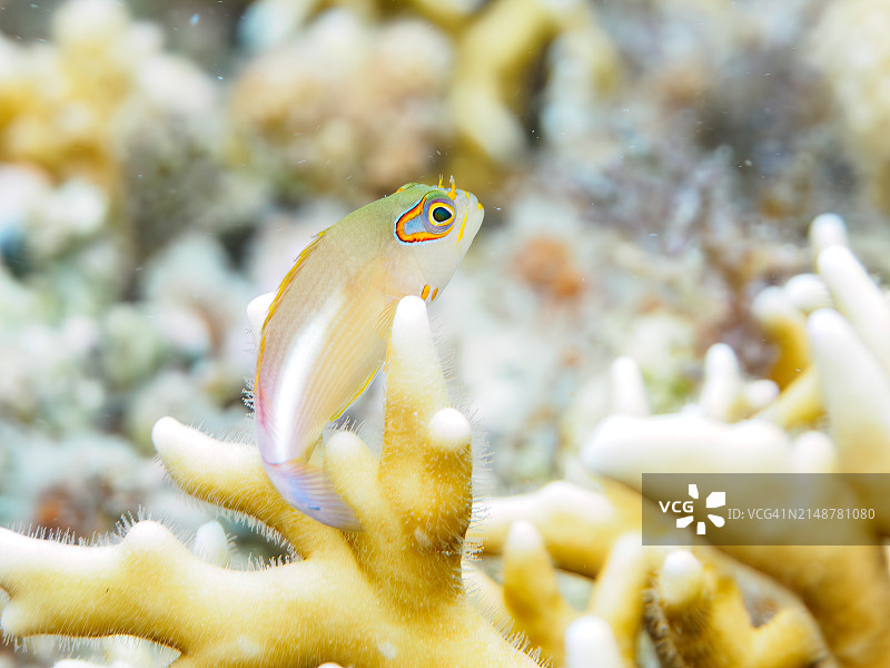 日本冲绳县座间味岛Gahi岛海滩上美丽的环眼海鹰鱼幼鱼和其他鱼类图片素材