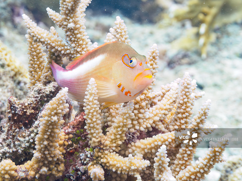 日本冲绳县座间味岛Gahi岛海滩上美丽的环眼海鹰鱼幼鱼和其他鱼类图片素材