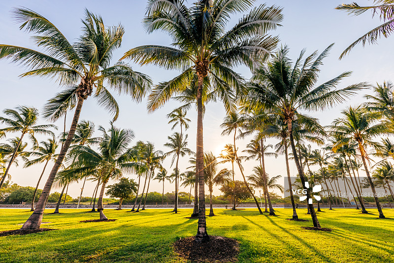美国佛罗里达州迈阿密南海滩Lummus公园的广角棕榈树景观图片素材