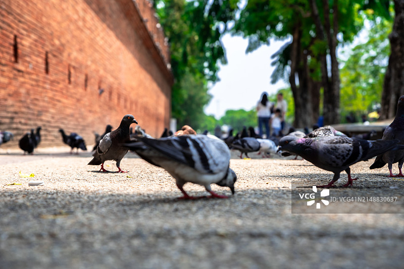 清迈塔佩门前的鸽子图片素材