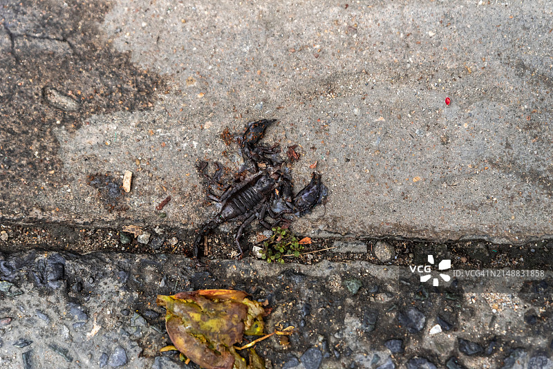 泰国街头被压扁的蝎子图片素材