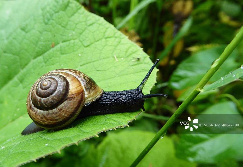 黑色蜗牛图片素材