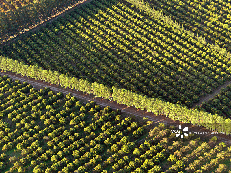 橘子种植园航拍图片素材