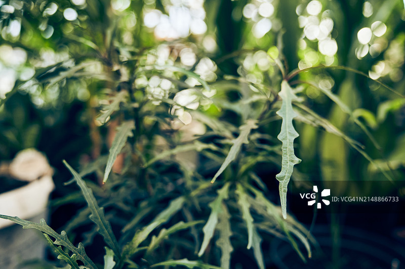 迪济哥忒卡优雅或优雅的谢夫勒拉，热带植物温室中的老盆栽植物图片素材