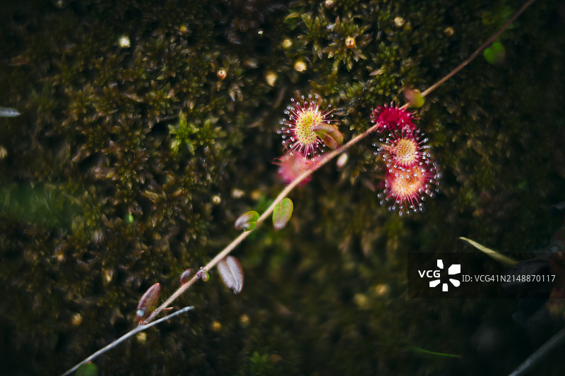 公园里的食肉植物俯视图图片素材