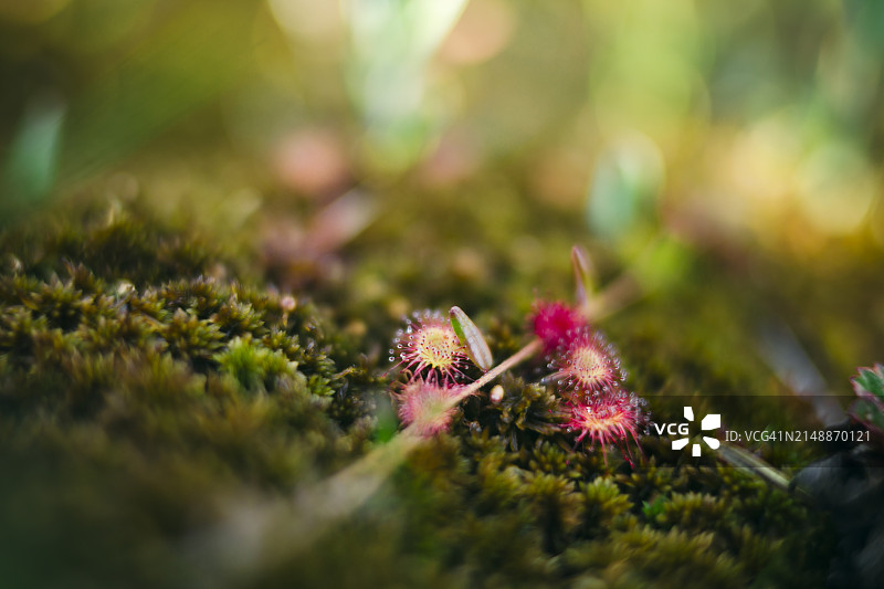 公园里食肉植物的田园风光图片素材