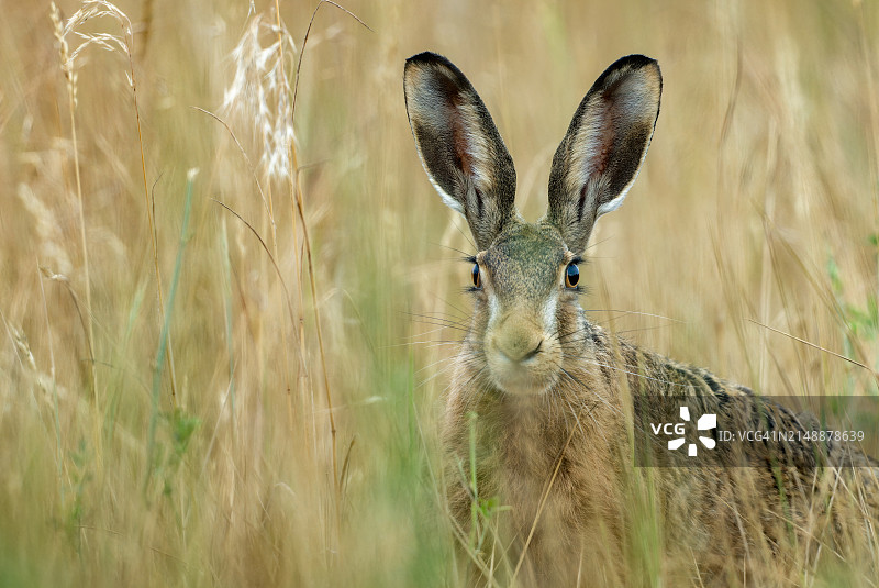 躲藏起来的欧洲野兔图片素材
