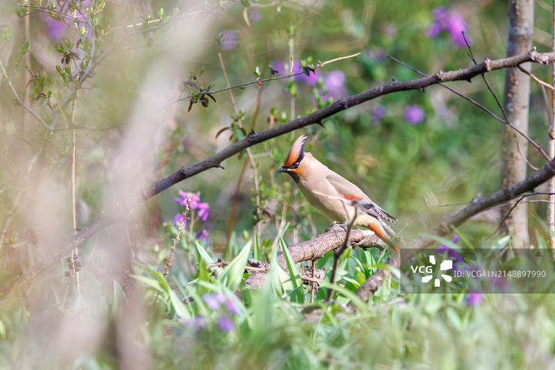 太平鸟在埼玉县荒川公园捕食浆果图片素材