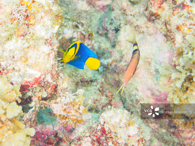 美丽的双色刺蝶鱼（Centropyge bicolor）和多带副须鲉（Parupeneus multifasciatus）幼鱼，日本静冈县伊豆半岛南伊豆町中木乘坐渡轮在日里滨海滩水下拍摄图片素材