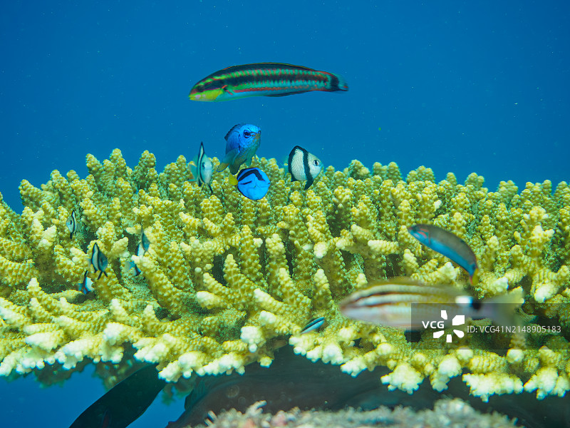 美丽的桌珊瑚中的蓝吊鱼、网纹雀鲷和三点白图片素材